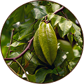 Star Fruit